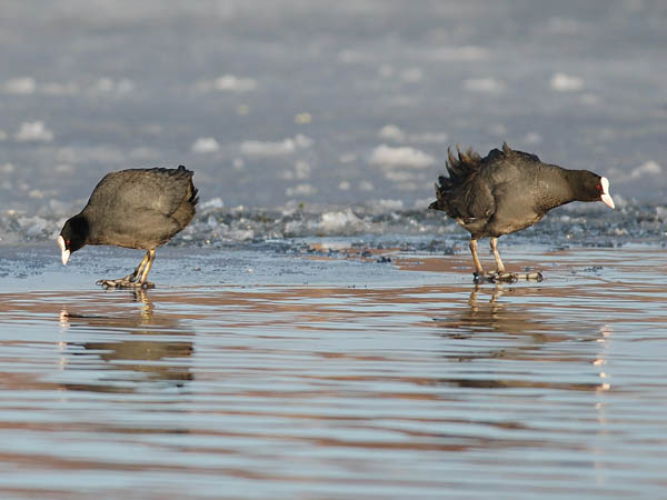 Nokikana, Eurasian Coot, Fulica atra